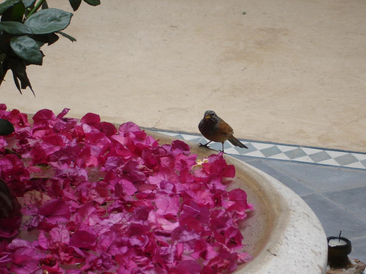 Dar Touyir Hotel Marrakesh Bagian luar foto